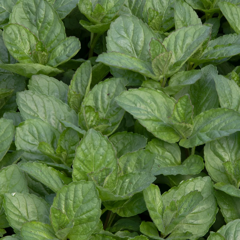 Menthe pamplemousse