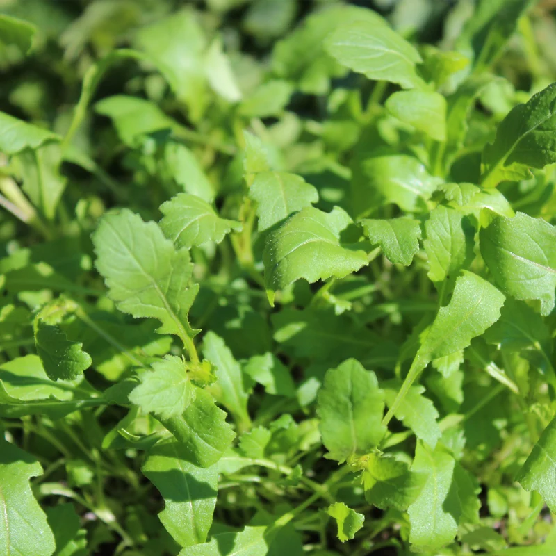 Roquette wasabi