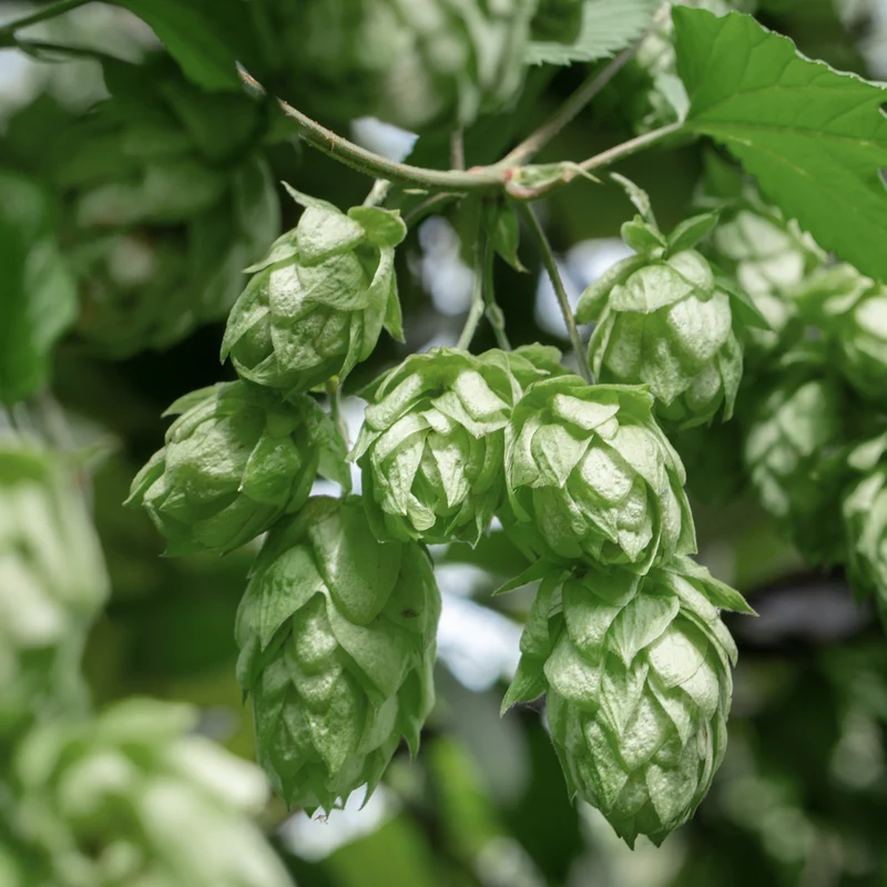 Houblon