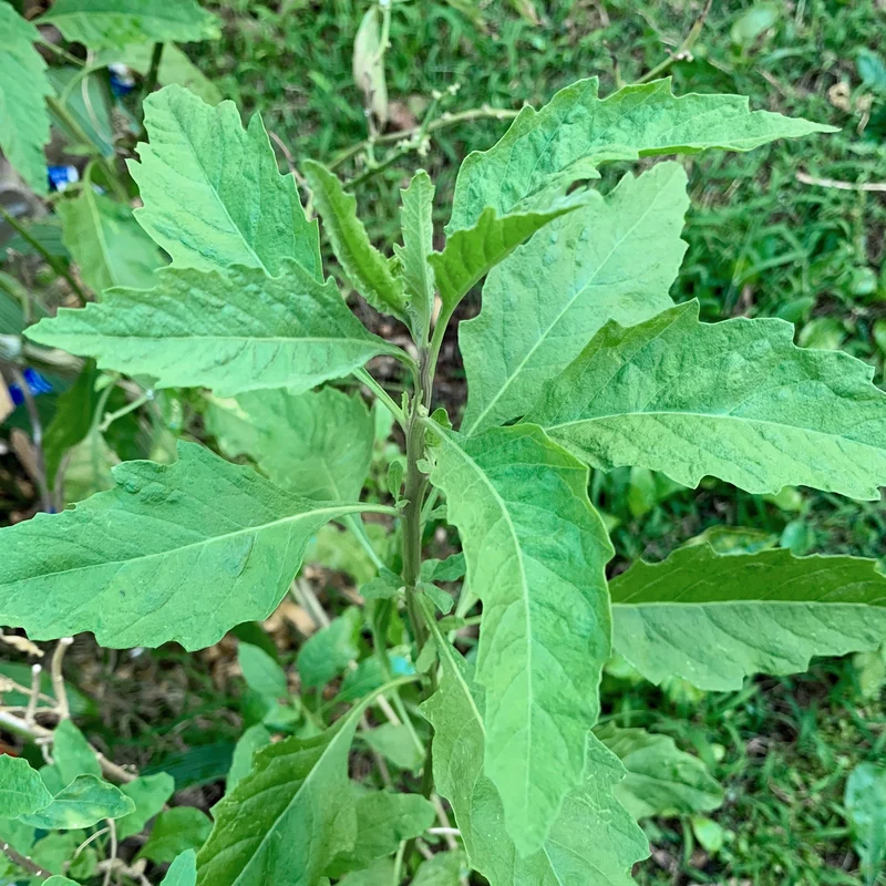 Épazote