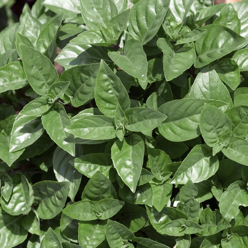Basilic 'Ajaka'