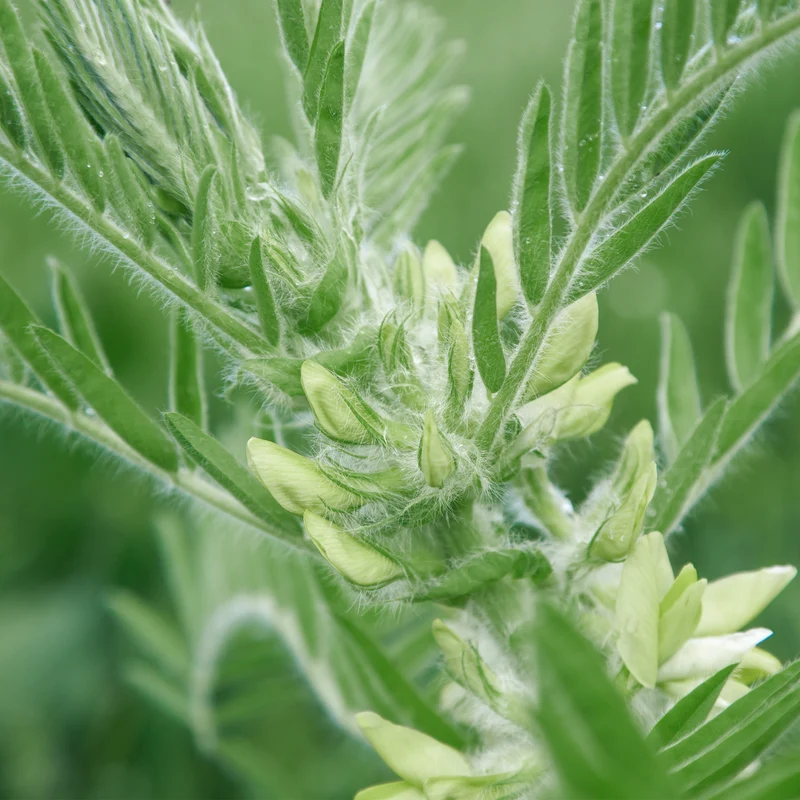 Astragale