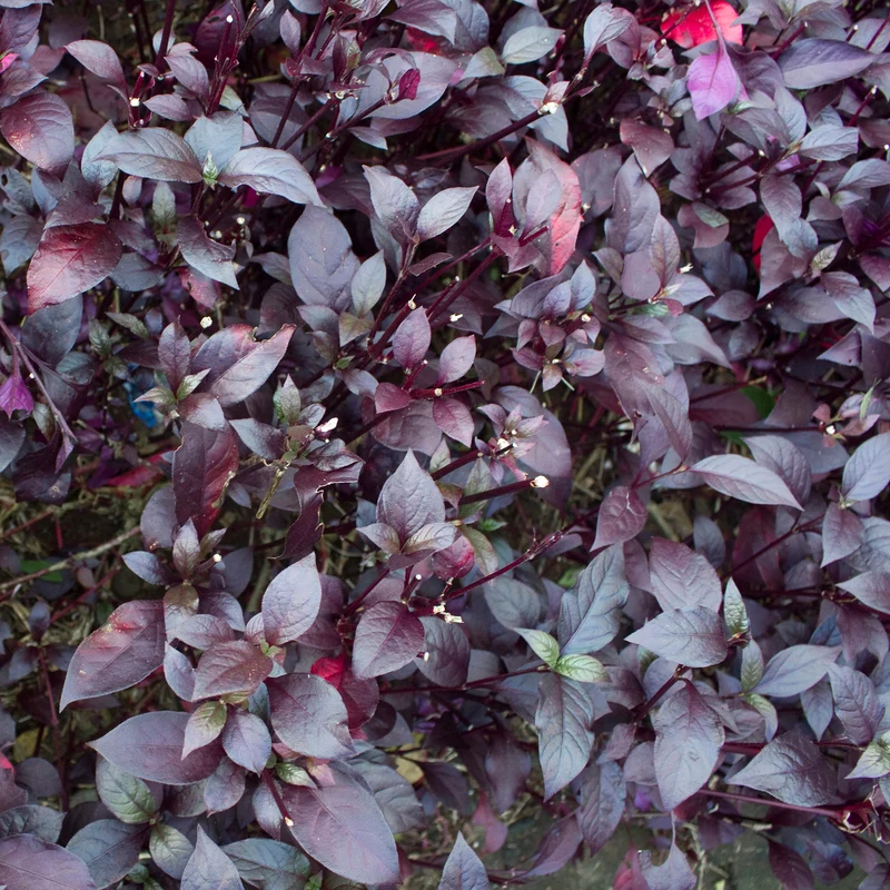Arroche 'Ruby Red'