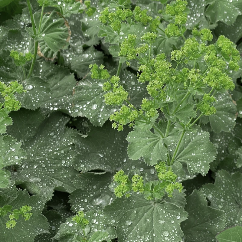 Alchémille molle (Alchemilla mollis)