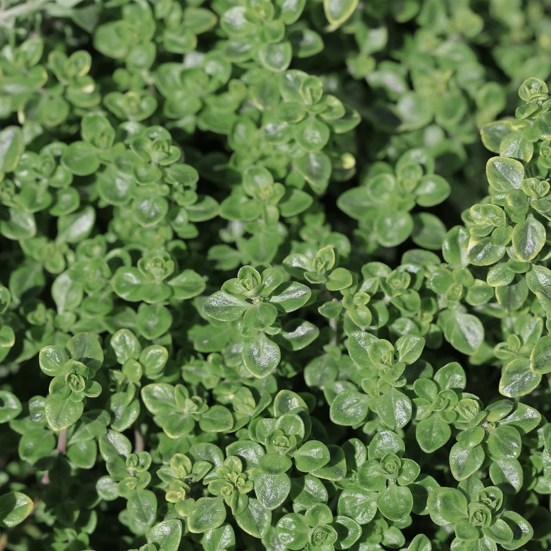 Thym français