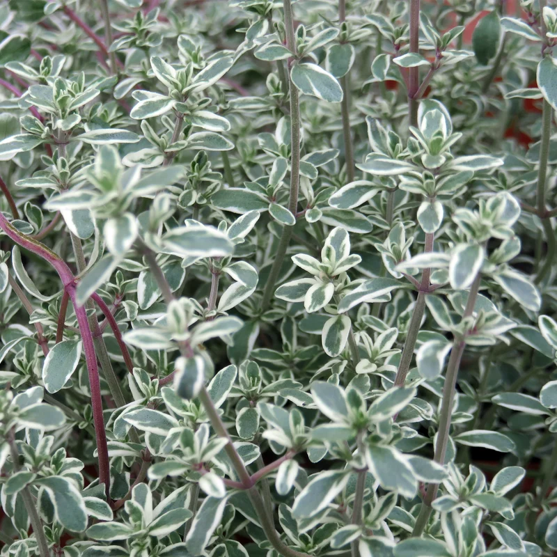 Thym argenté