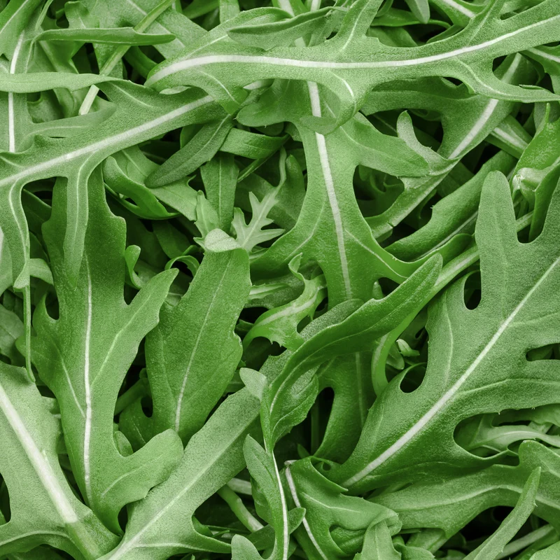 Roquette