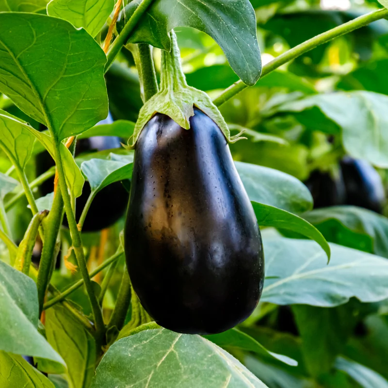 Aubergine Pot Black