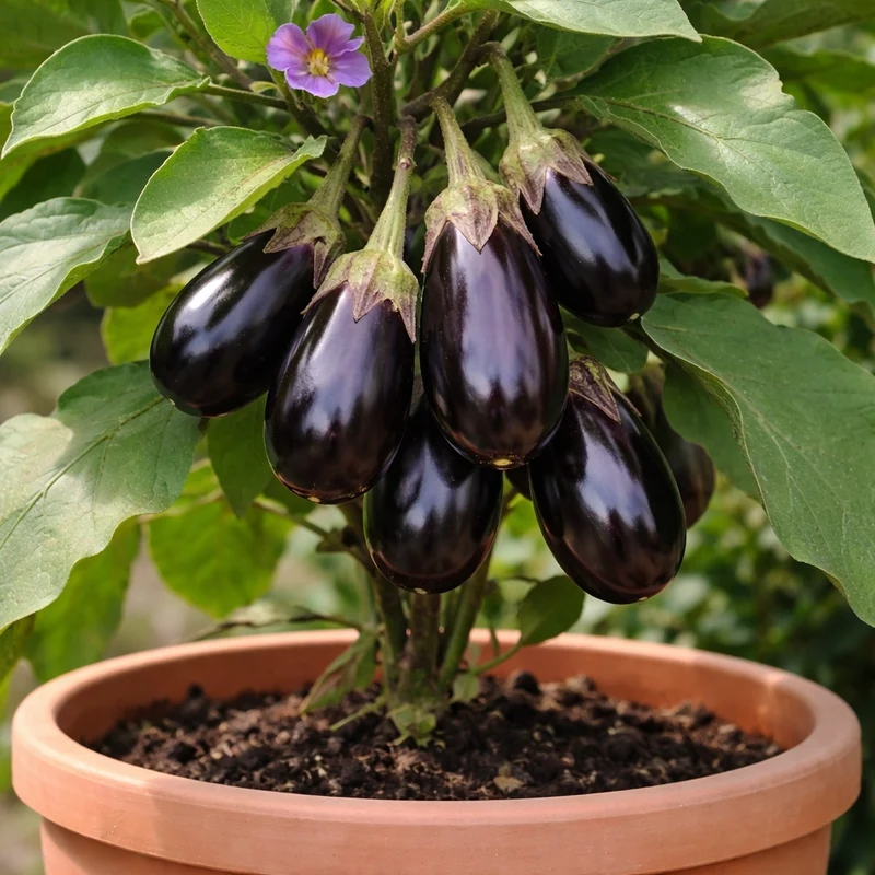Aubergine Patio Baby