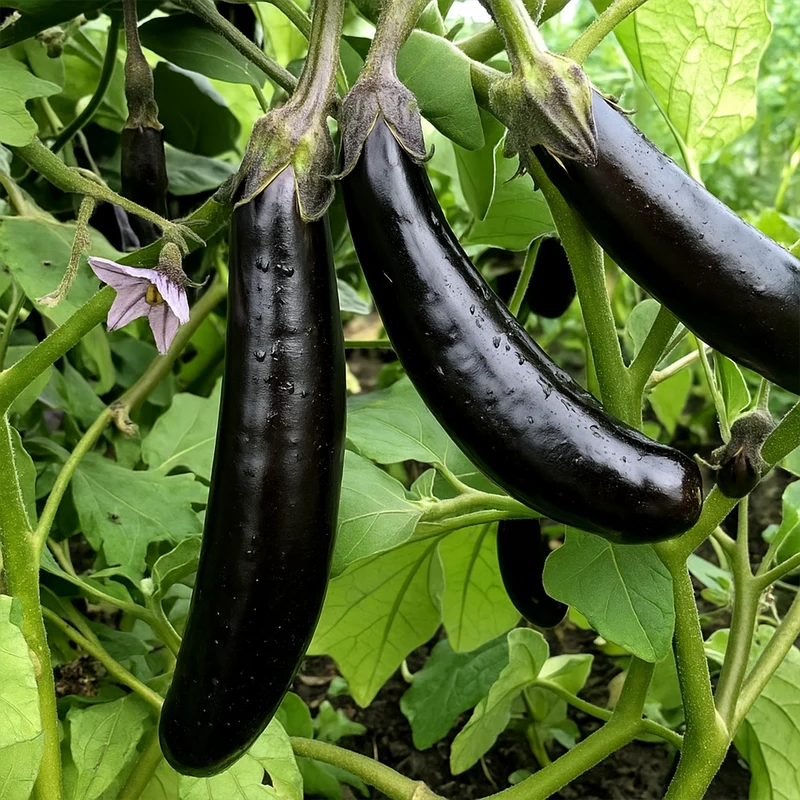 Aubergine Little Fingers