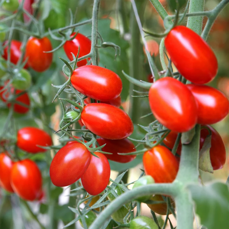 Tomate raisin Juliet