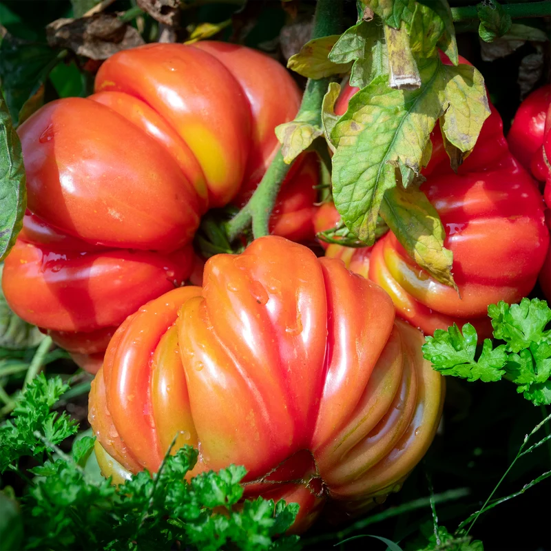 Tomate rose Heirloom Marriage™ Big Brand