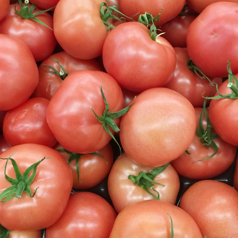 Tomate rose Pink Girl