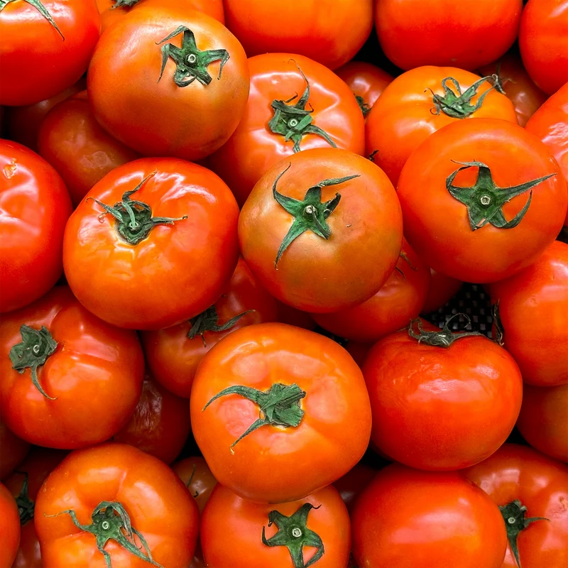 Tomate rouge Célébrité