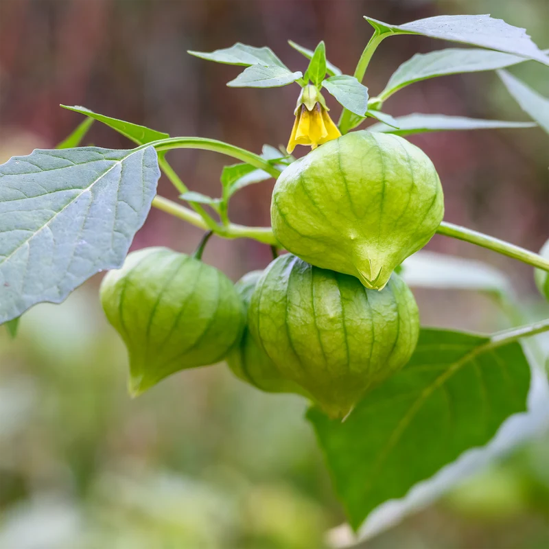 Tomatillo