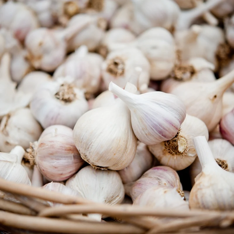 Ail Music ( Allium sativum var. ophioscorodon ‘Music’)