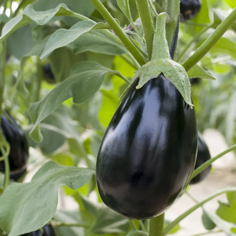 Aubergine Classic