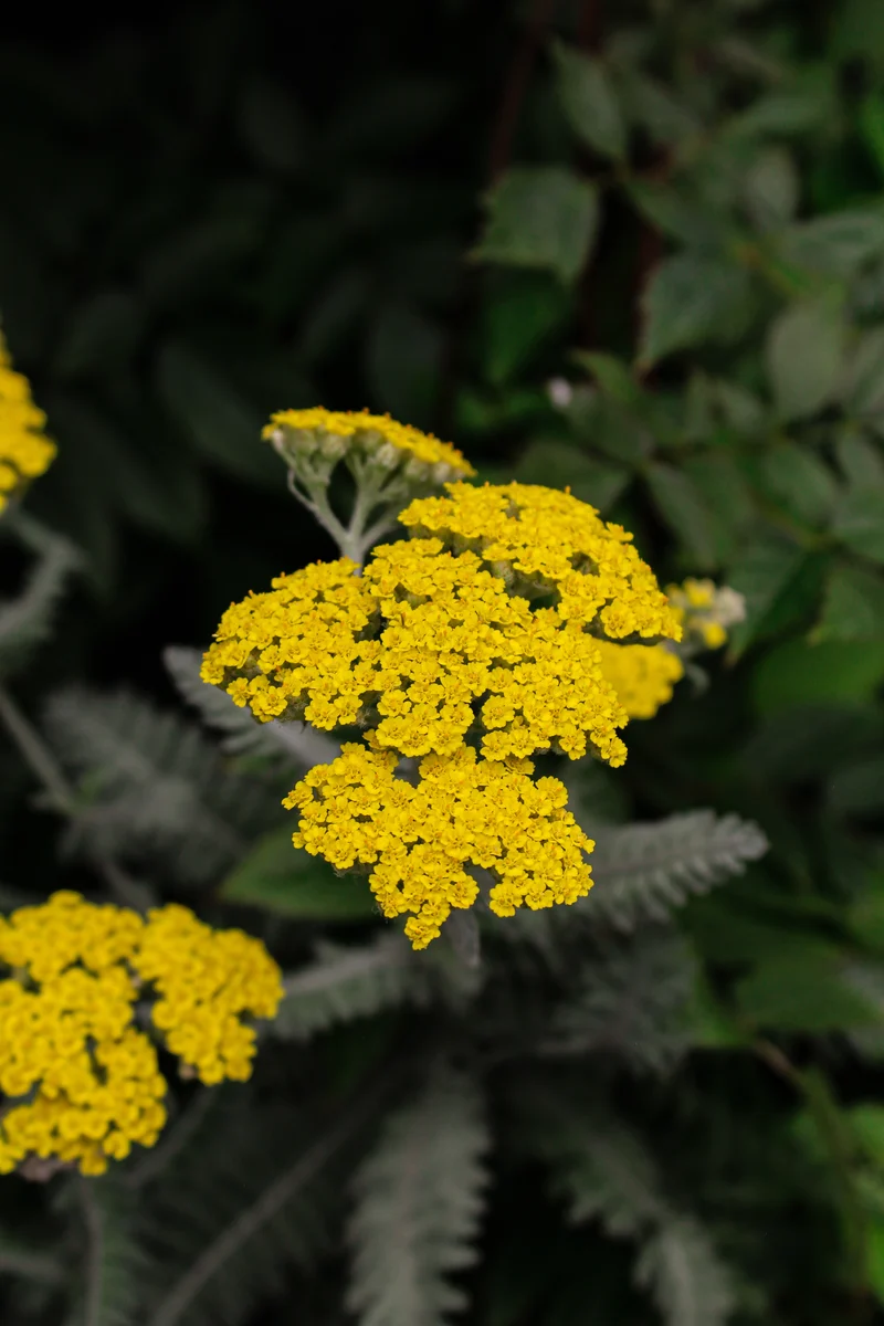 Achillée ‘Moonshine’ (Achillea 'Moonshine')