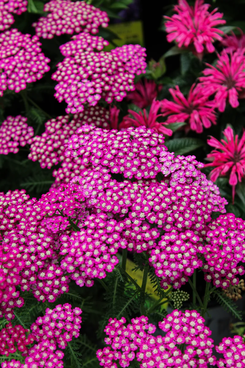 Achillée ‘New Vintage Violet’ (Achillea 'New Vintage Violet')