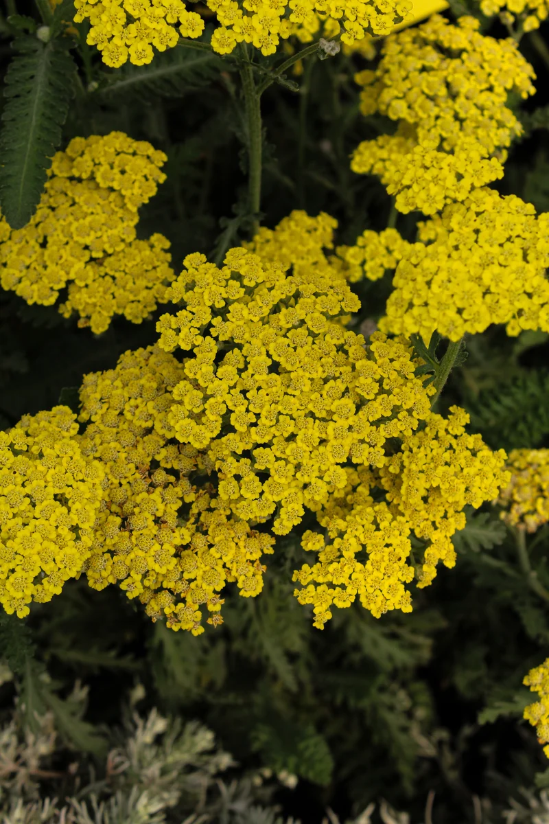 Achillée ‘Sassy Summer Lemon’ (Achillea 'Sassy Summer Lemon')