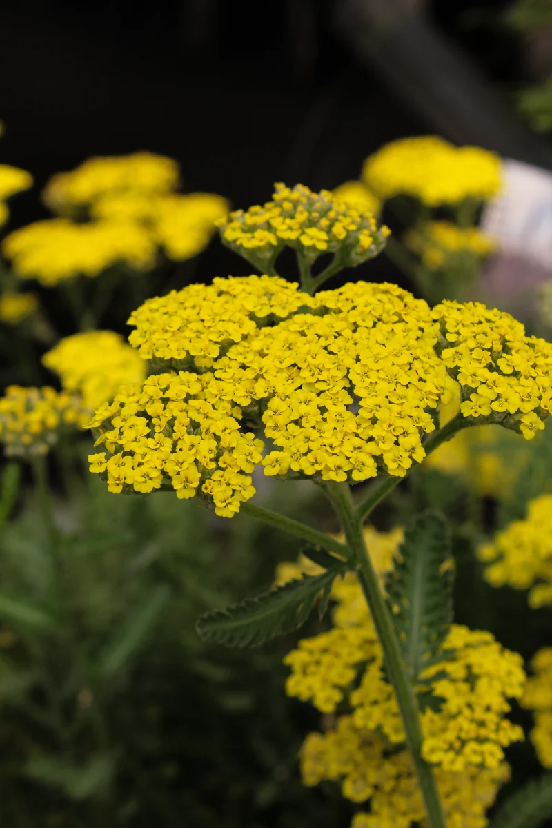 Achillée ‘Sassy Summer Lemon’ (Achillea 'Sassy Summer Lemon')