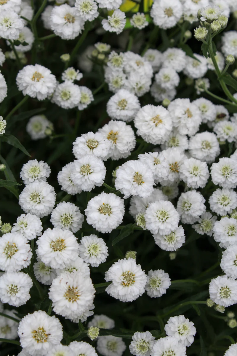 Achillée ‘Peter Cottontail’ (Achillea 'Peter Cottontail')