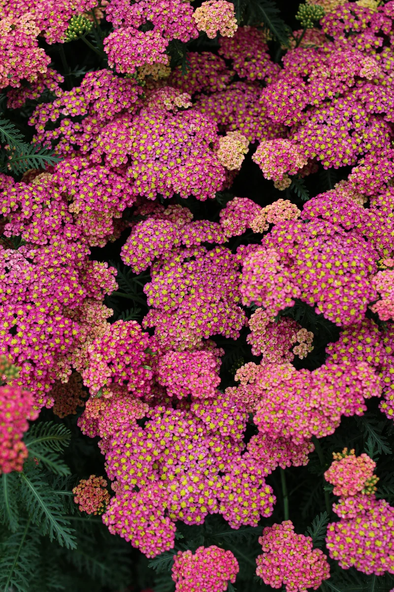 Achillée ‘Sassy Summer Taffy’ (Achillea 'Sassy Summer Taffy')