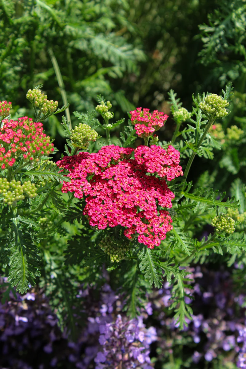 Achillée ‘Sassy Summer Taffy’ (Achillea 'Sassy Summer Taffy')