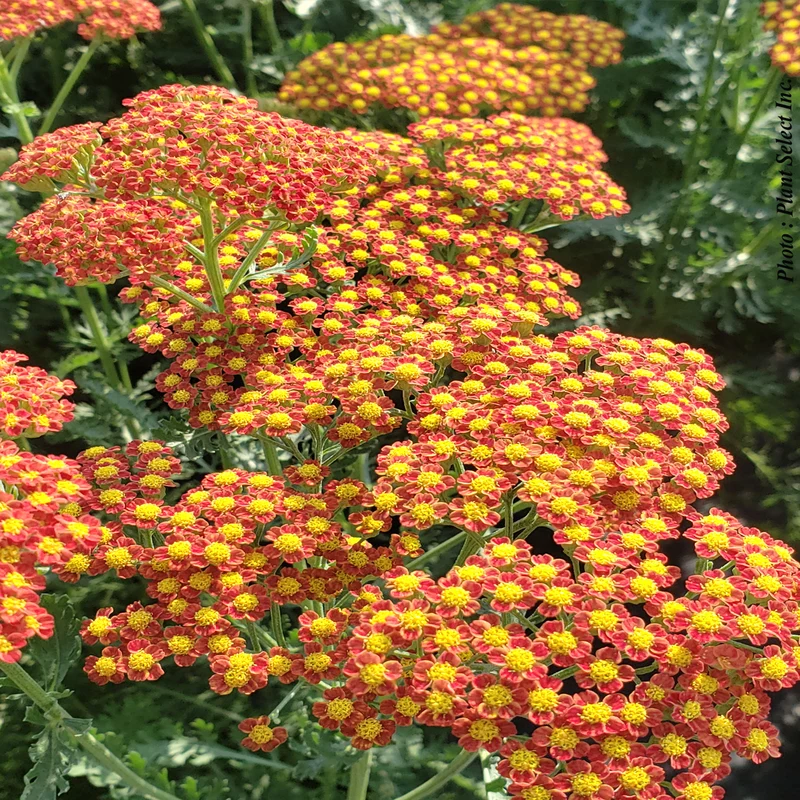 Achillée ‘Sassy Summer Sunset’ (Achillea 'Sassy Summer Sunset')