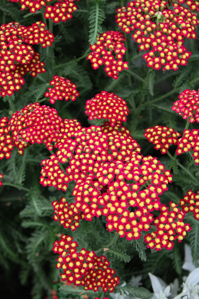 Achillée ‘Sassy Summer Sangria’ (Achillea 'Sassy Summer Sangria')