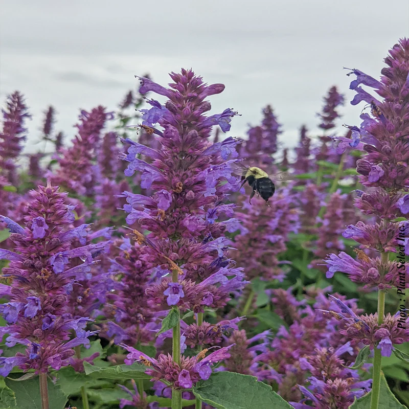 Agastache ‘Blue Boa’ (Agastache 'Blue Boa')