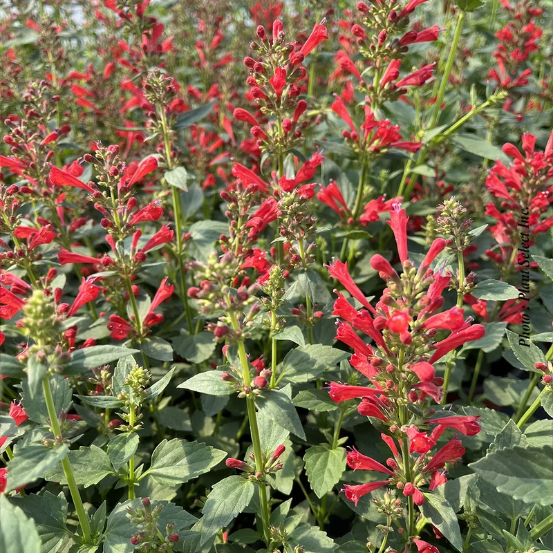 Agastache ‘Kudos Red’ (Agastache 'Kudos Red')