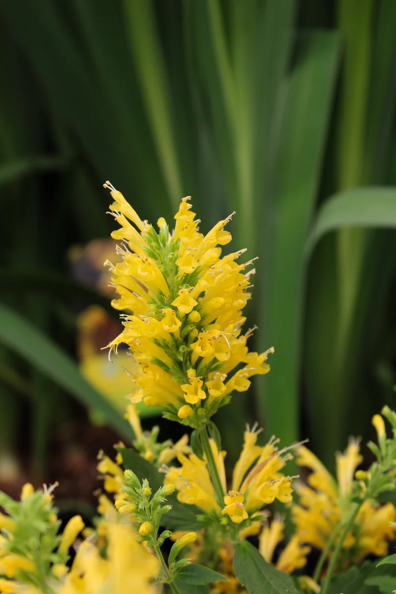 Agastache Poquito ‘Butter Yellow’ (Agastache Poquito™ 'Butter Yellow')