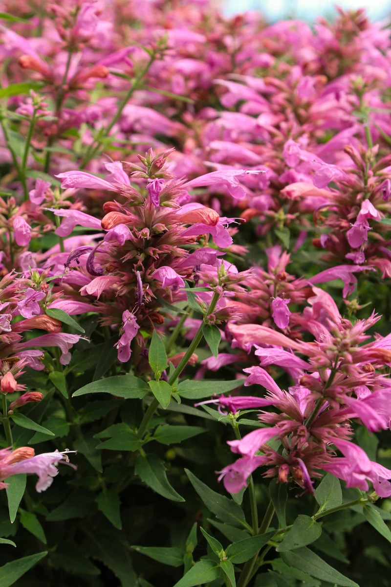 Agastache ‘Rosie Posie’ (Agastache 'Rosie Posie')
