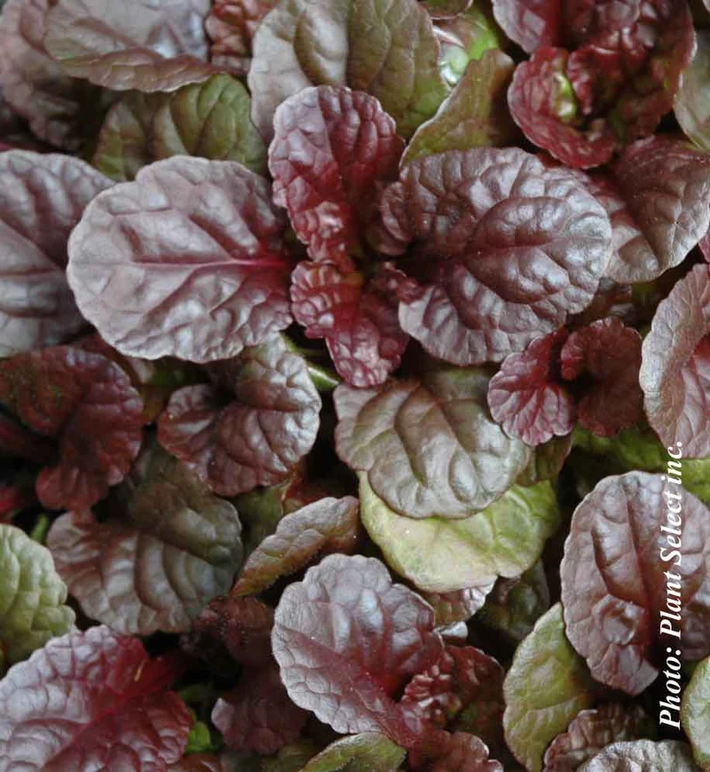 Bugle rampant ‘Catlin's Giant’ (Ajuga 'Catlin's Giant')