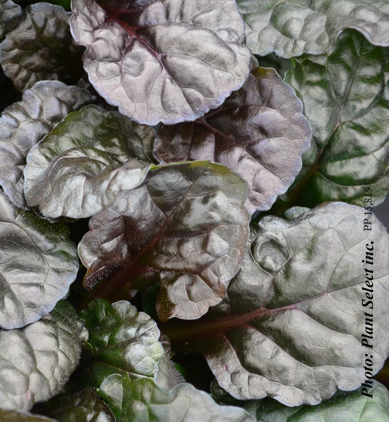 Bugle rampant ‘Black Scallop’ (Ajuga 'Black Scallop')