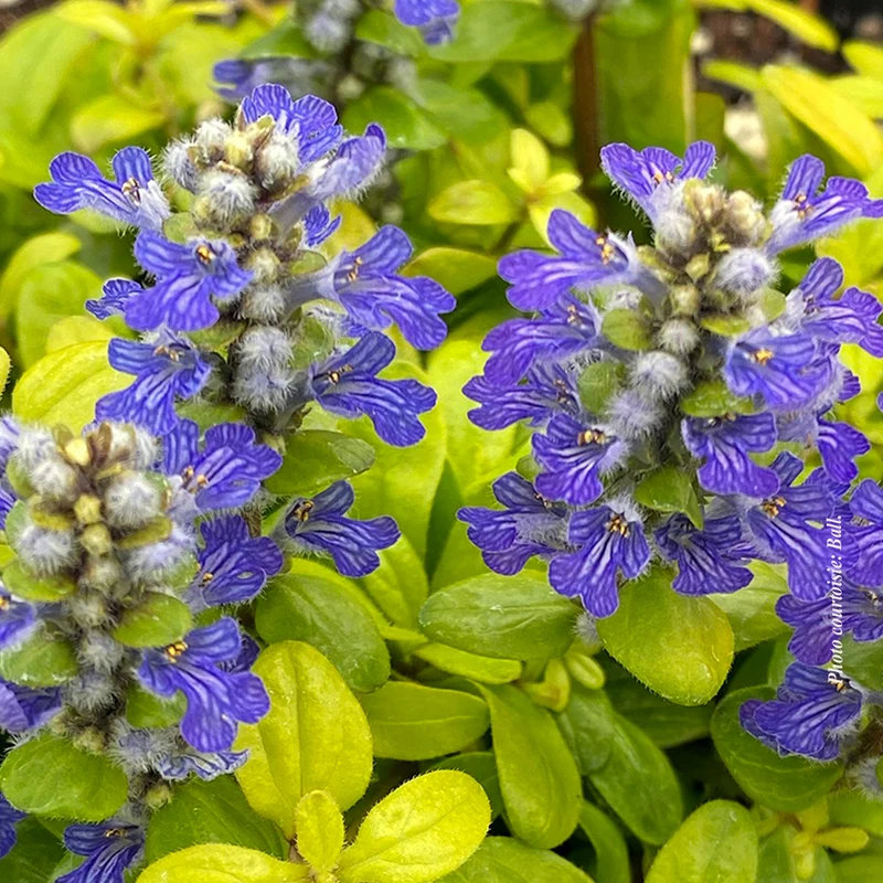 Bugle rampant Feathered Friends ‘Cordial Canary’ (Ajuga Feathered Friends™ 'Cordial Canary')