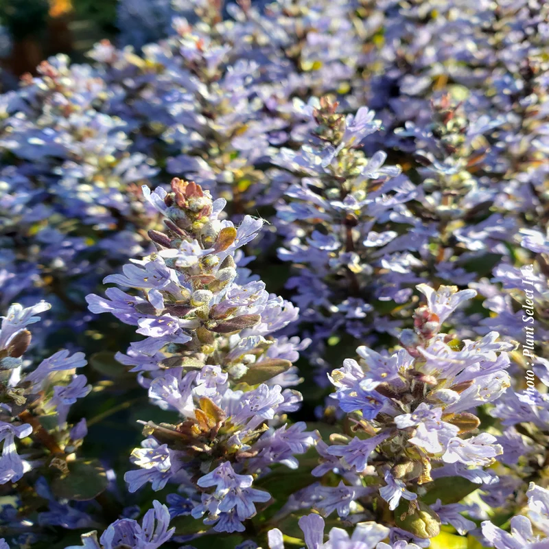 Bugle rampant ‘Chocolate Chips’ (Ajuga 'Chocolate Chips')