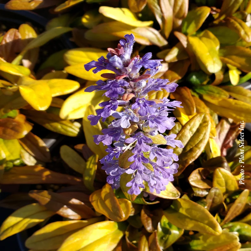 Bugle rampant Feathered Friends ‘Fancy Finch’ (Ajuga Feathered Friends™ 'Fancy Finch')