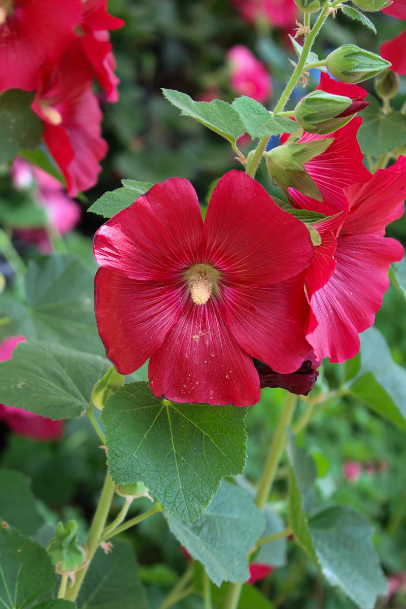 Rose trémière Spotlight ‘Mars Magic’ (Alcea Spotlight 'Mars Magic')