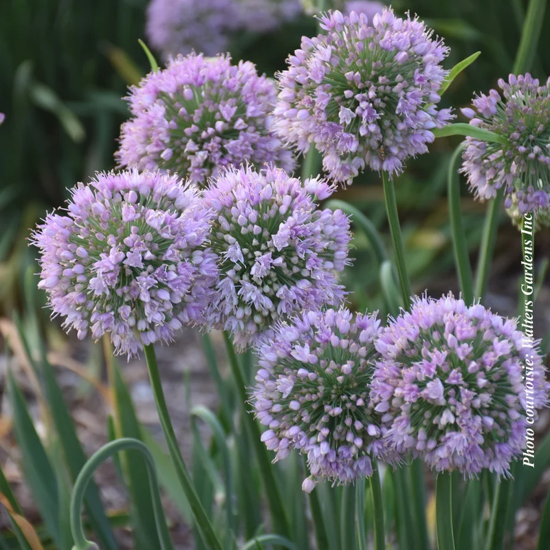 Ail ornemental ‘Bubble Bath’ (Allium 'Bubble Bath')