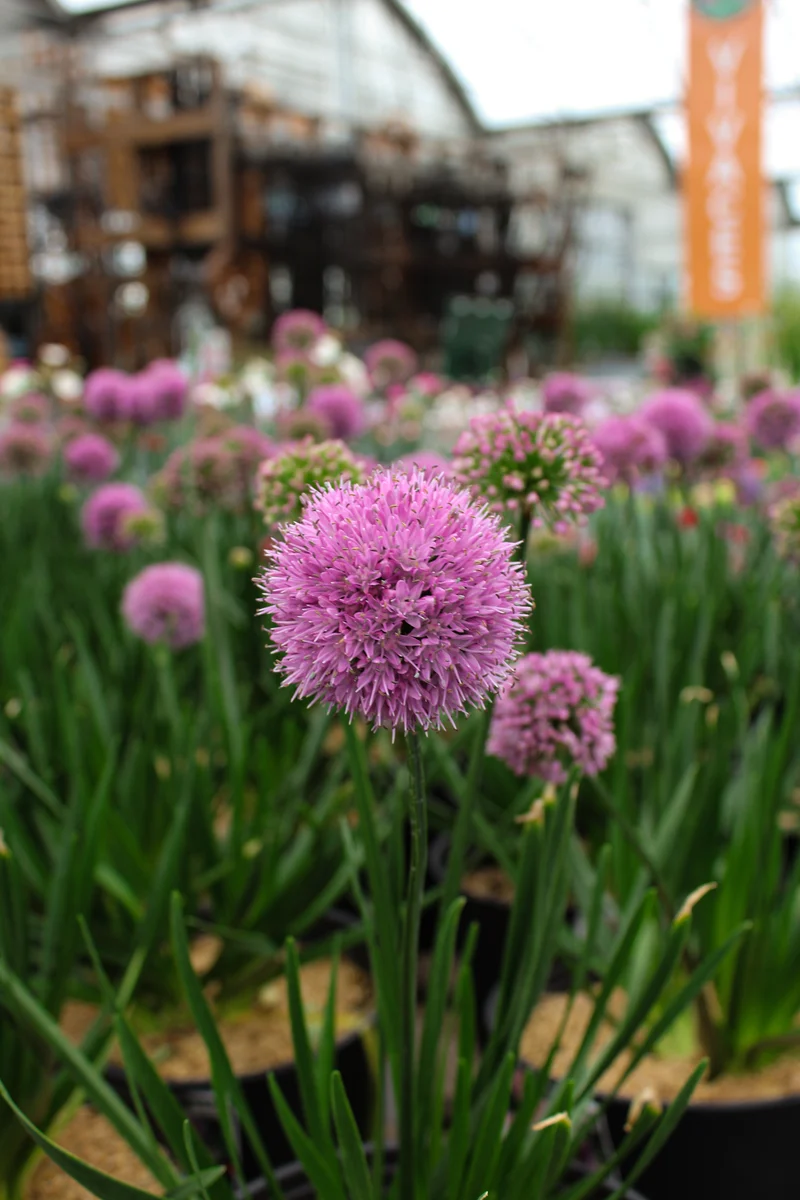 Ail ornemental ‘Millenium’ (Allium)