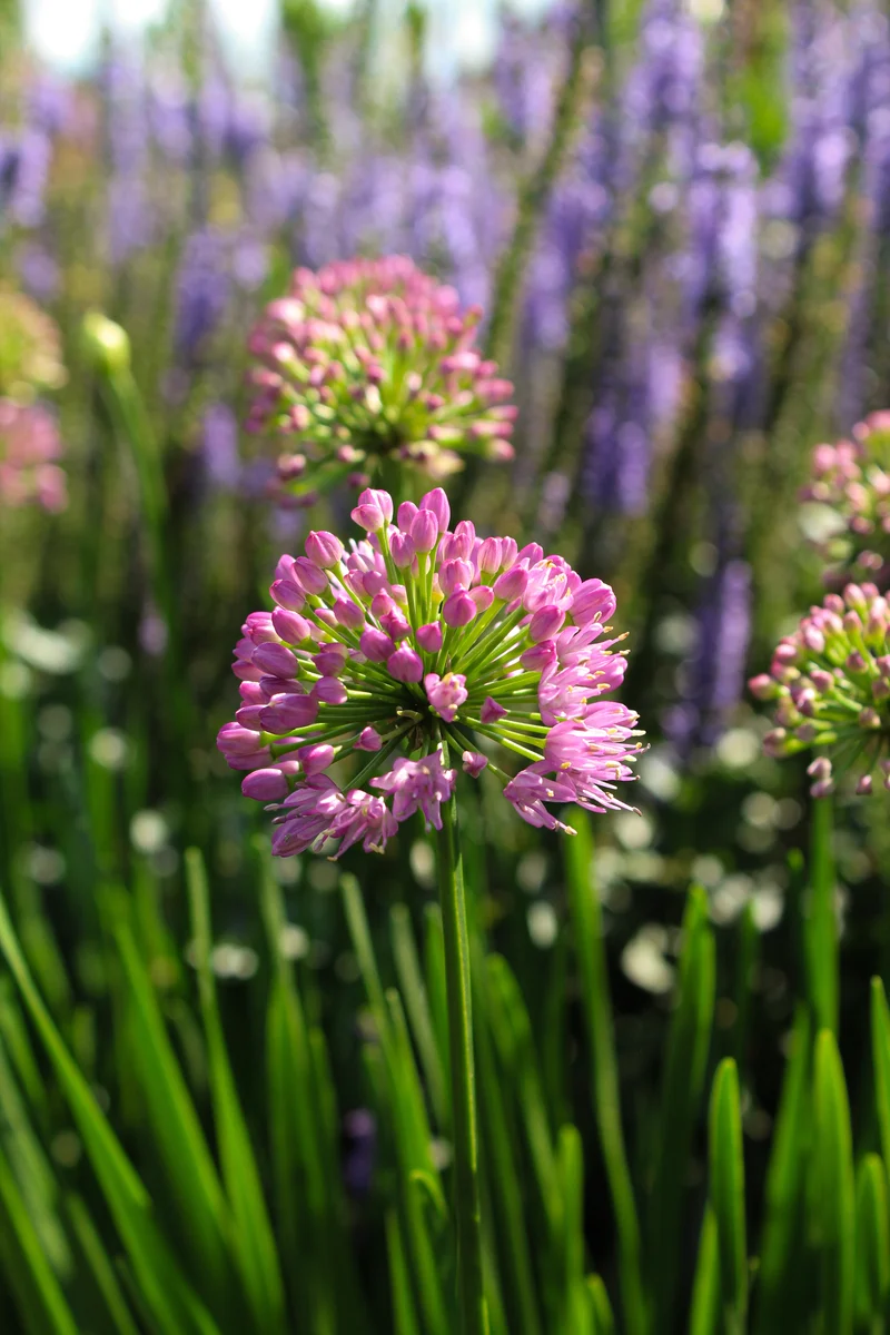 Ail ornemental ‘Millenium’ (Allium)
