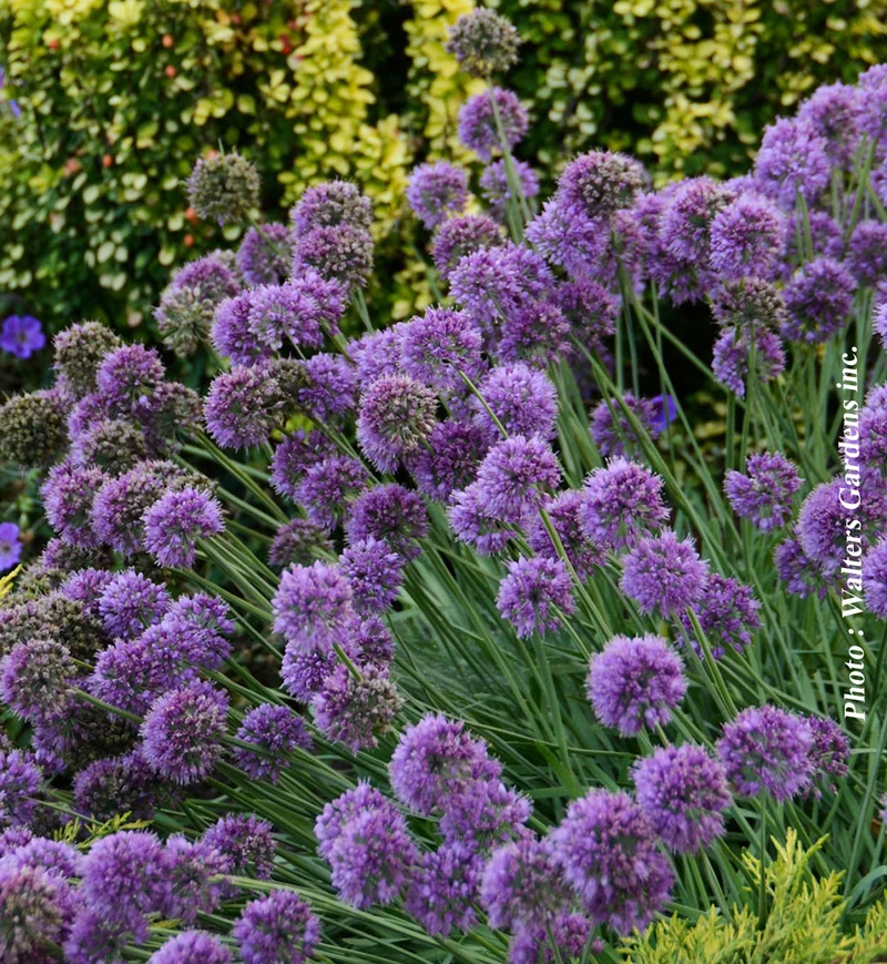 Ail ornemental ‘Medusa’ (Allium 'Medusa')