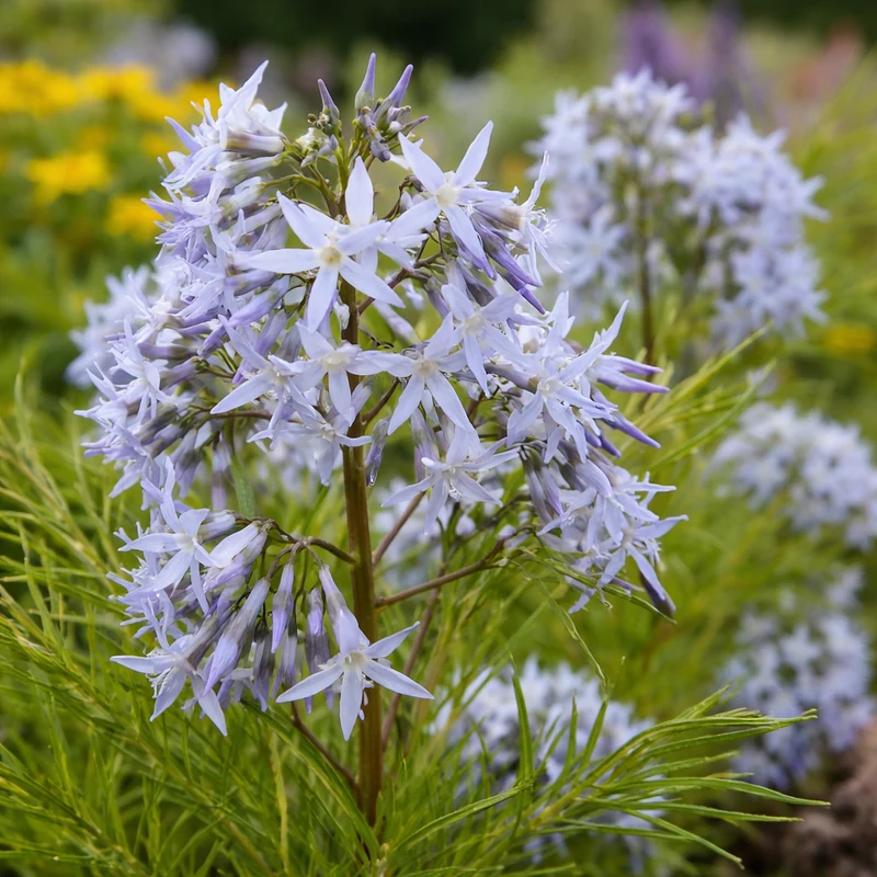 Amsonie hubrichtii (Amsonia hubrichtii)