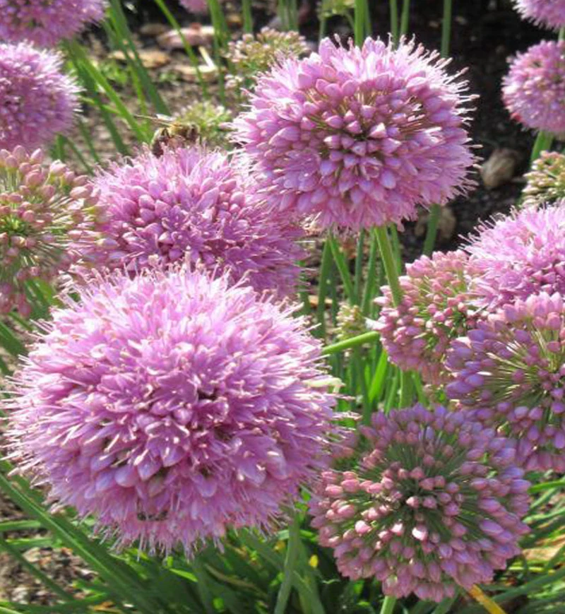 Ail ornemental ‘Pink Planet’ (Allium 'Pink Planet')