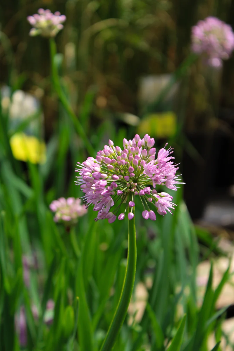 Ail ornemental ‘Pink Planet’ (Allium 'Pink Planet')