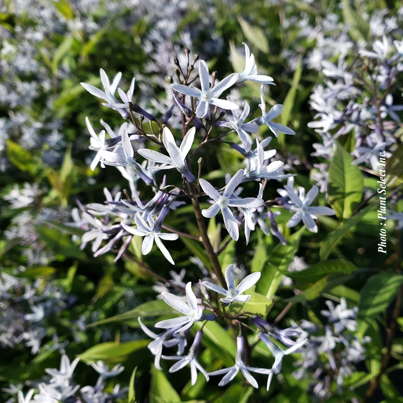 Amsonie ‘Storm Cloud’ (Amsonia 'Storm Cloud')