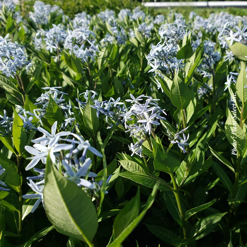 Amsonie ‘Starstruck’ (Amsonia 'Starstruck')