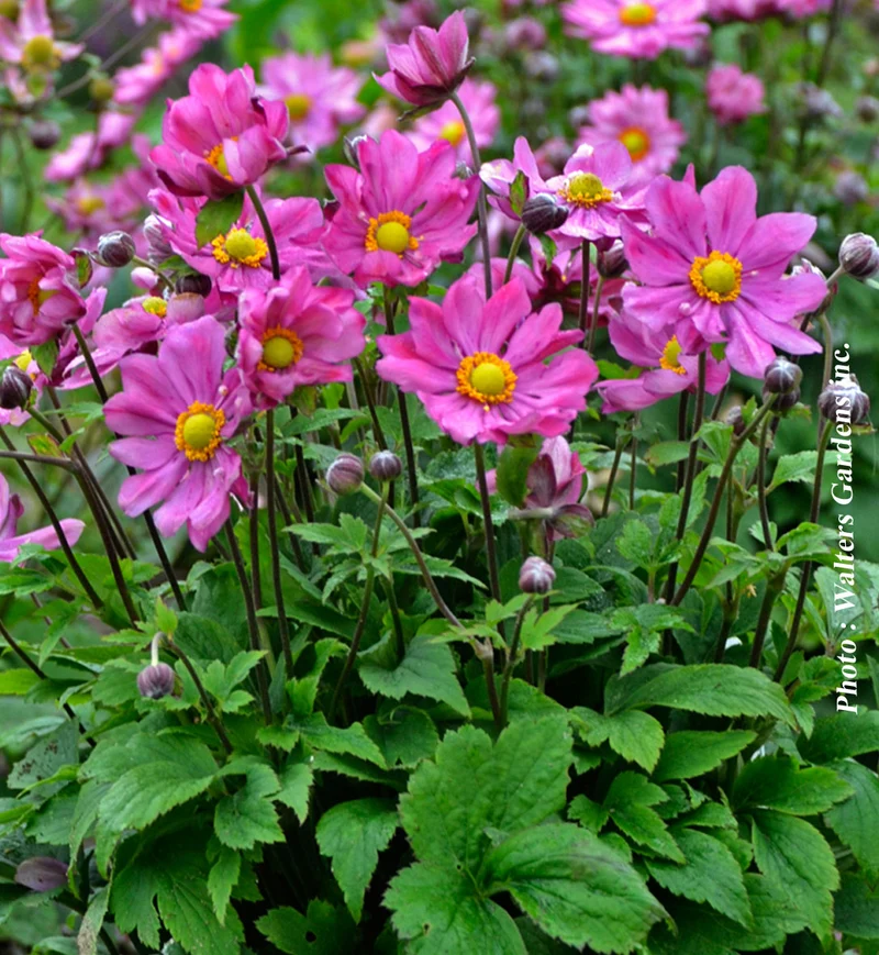 Anémone ‘Curtain Call Deep Rose’ (Anemone 'Curtain Call Deep Rose')